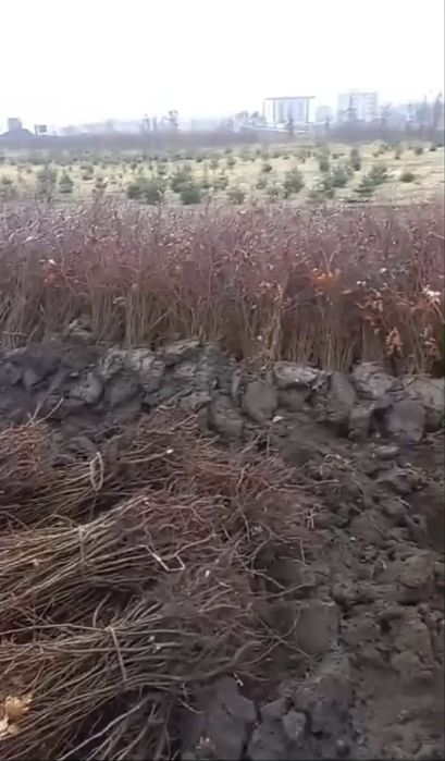 Puieți direct de la producător 100%