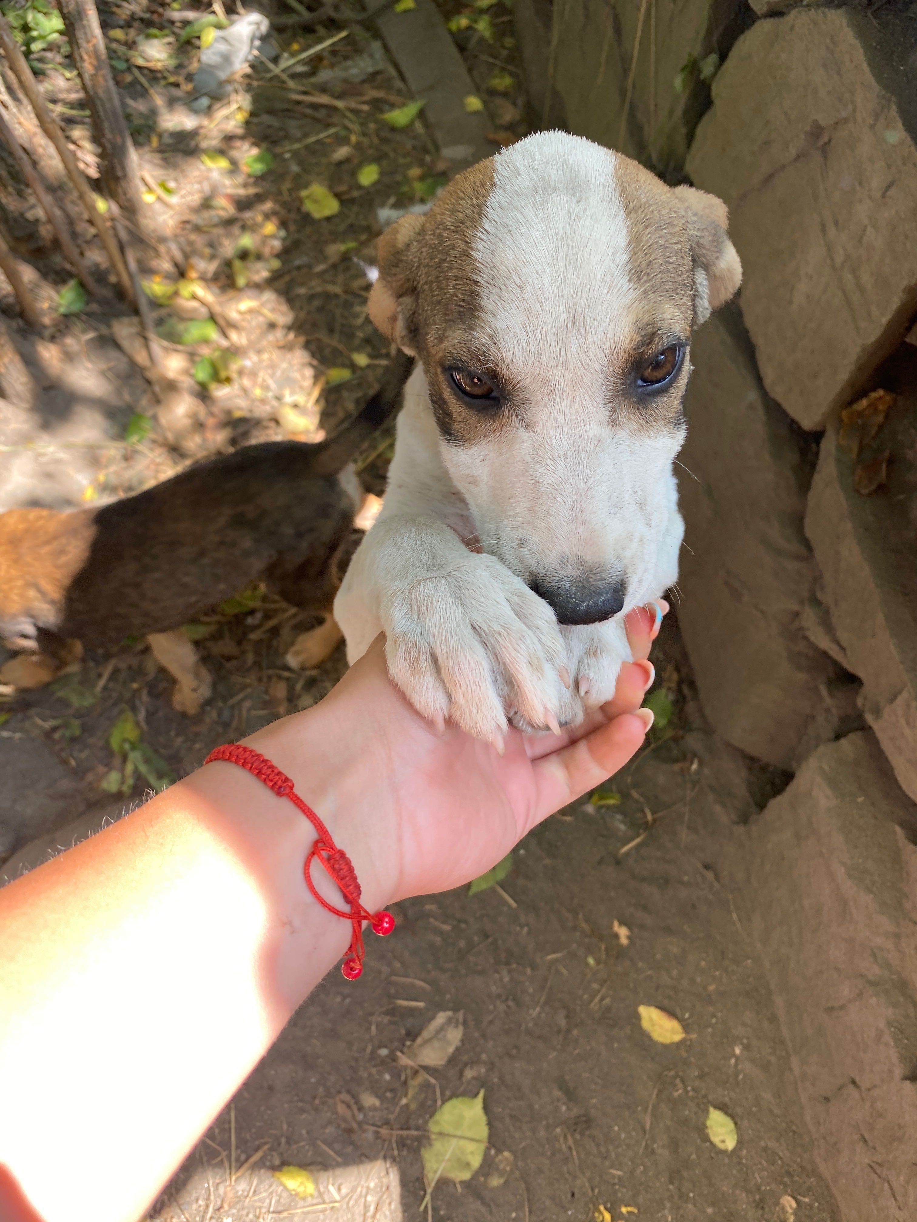 Cățeluși abandonați!!