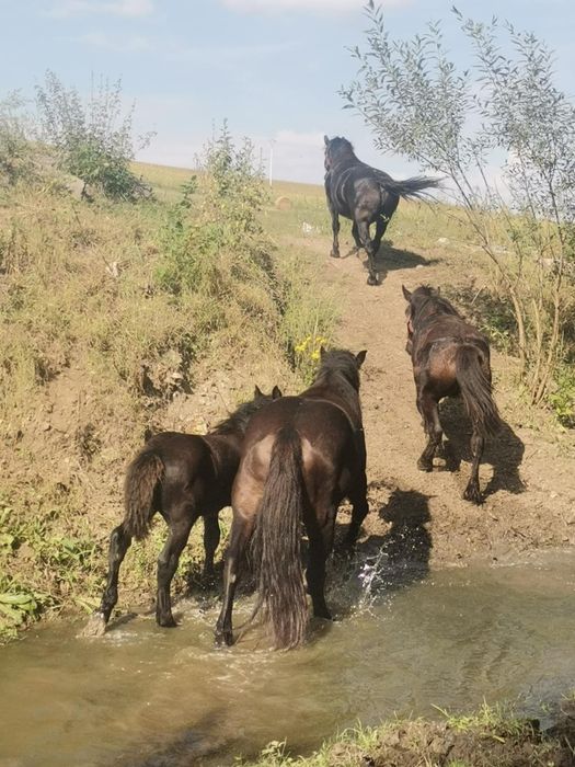 Vând iapă cu mânz