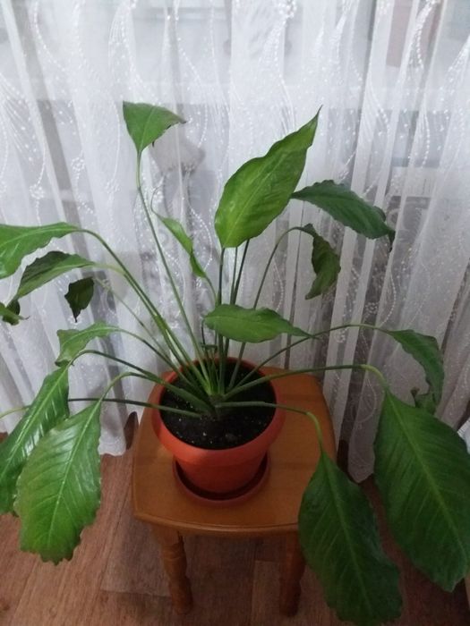 Продам домашний цветок