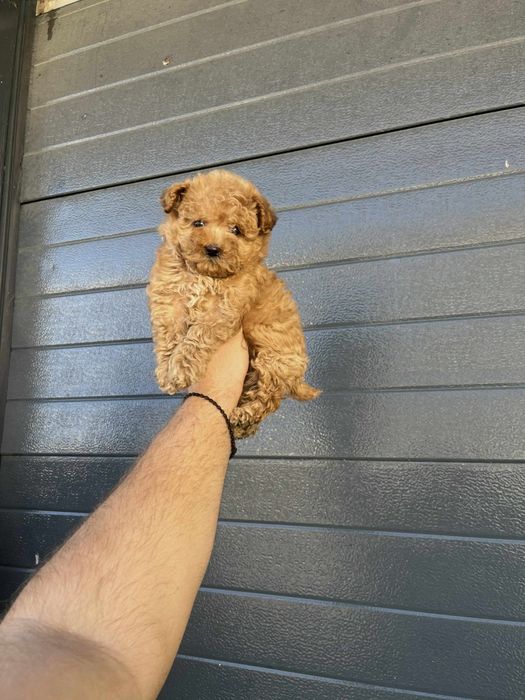 Той пудел мъжки и женски