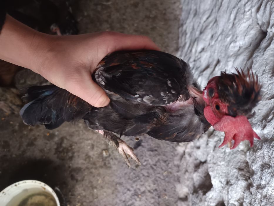 Vând cocoși la alegere