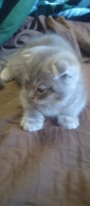 Продаются котенок веслаух серого цвета британец мальчик 3 месяцев