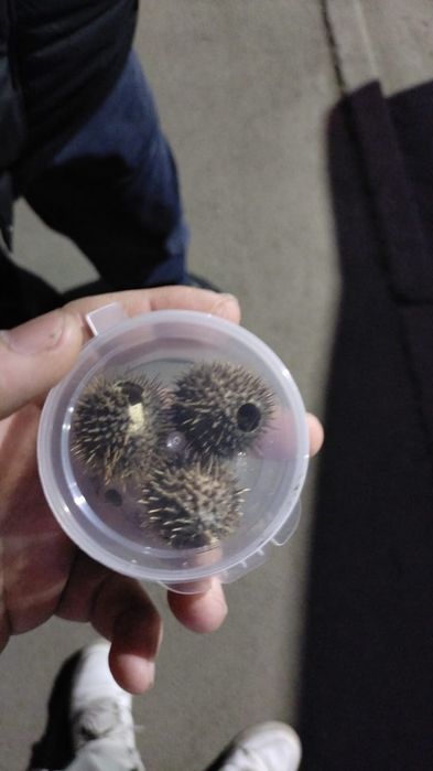 Бурнаки свежие,самое эффективное средство от Гайморита мұрынды емдиды