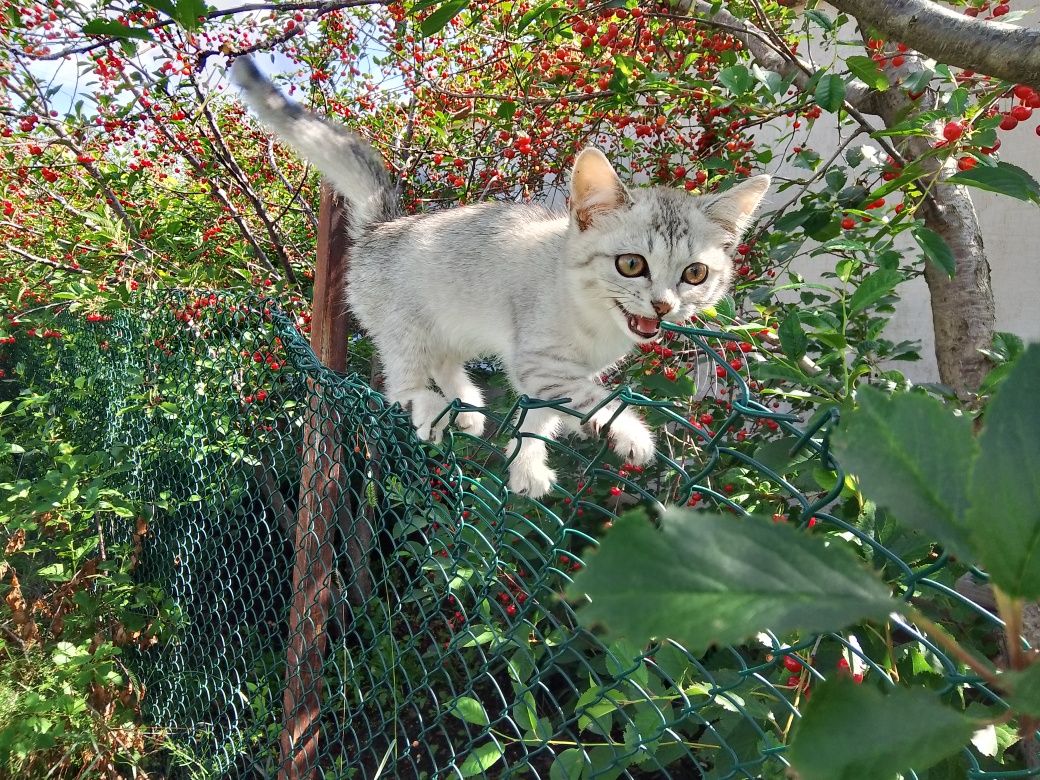 Вишня черешня клубника