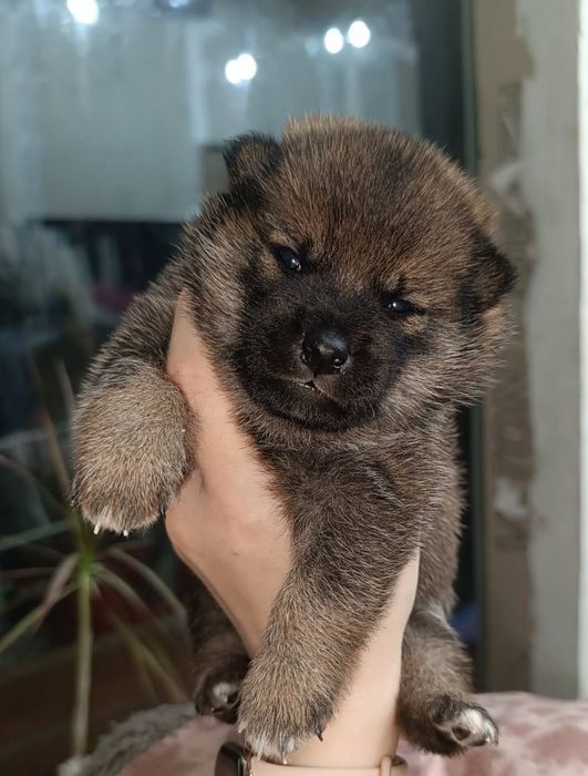 Сиба-Ину девочка и мальчик