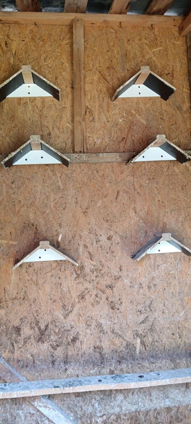 Accesorii porumbei
