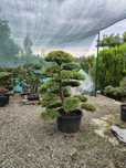 Bonsai de gradina Thuja Rheingold colecție personala