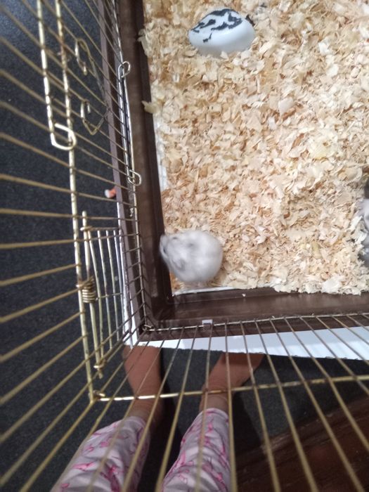 Хомяки 5 штук продам