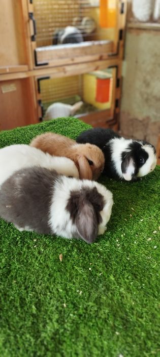 Oʻsmidigon mitti Karlik  quyon bolalari sotuvda 200  mindan