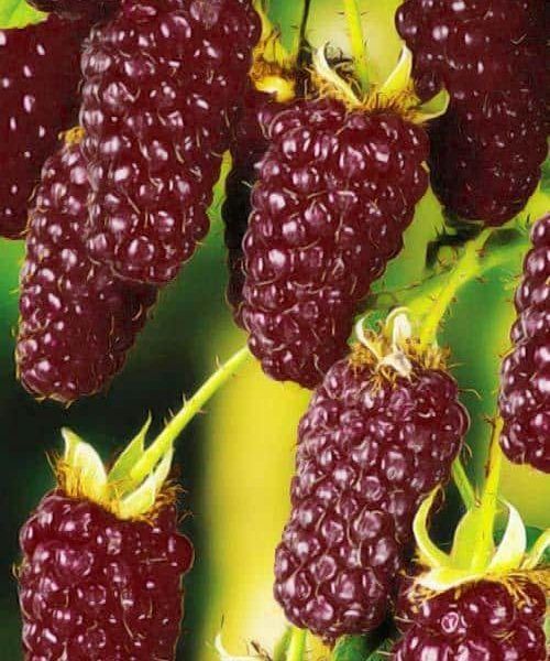 Arbusti fructiferi  zmeur   8  soiuri  rosu