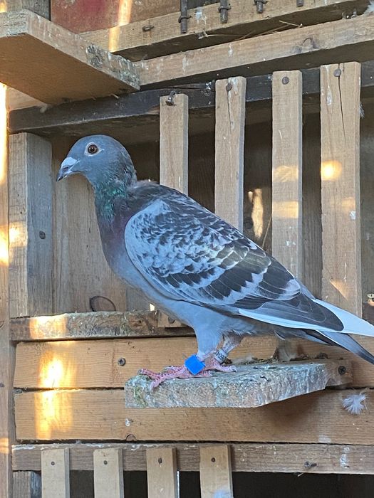 Vând porumbei voiajori pentru concurs