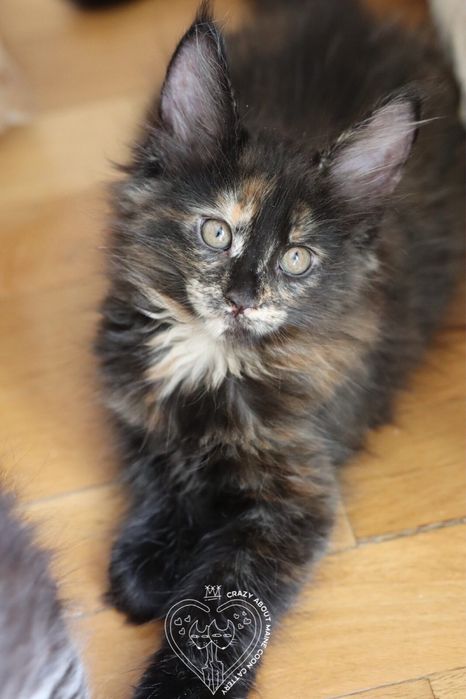 Мейн Куун (Maine Coon)