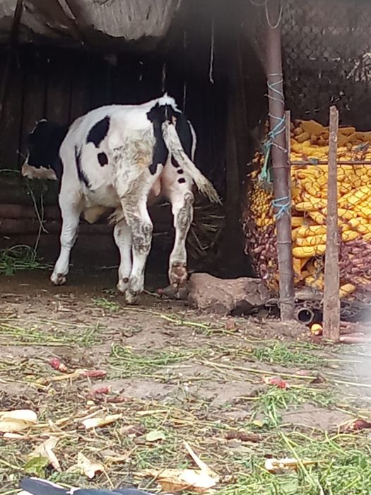 Vand vitel de tait sau de tinut