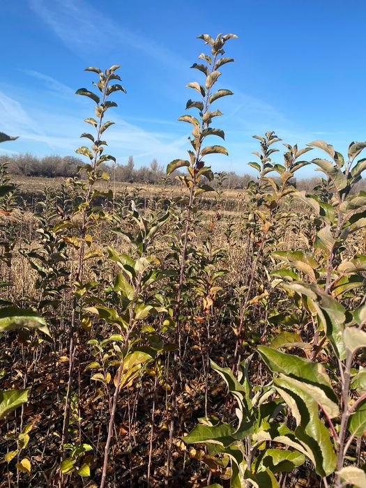 Продам саженцы сорта Золотой и Американка есть