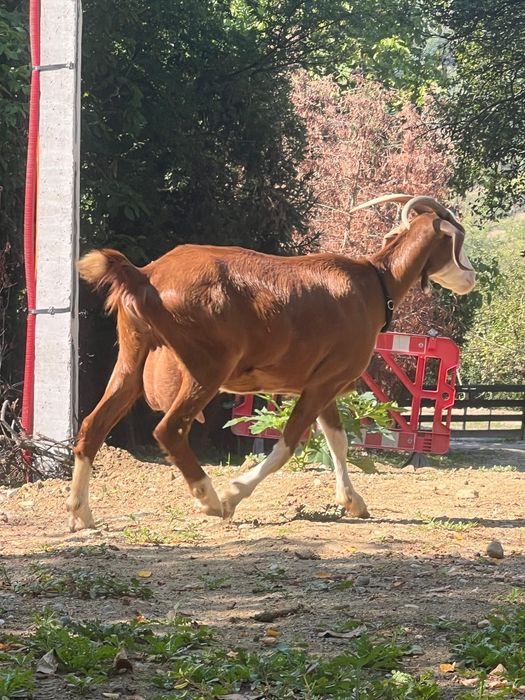Vând capre rasă Alpină și Saanen