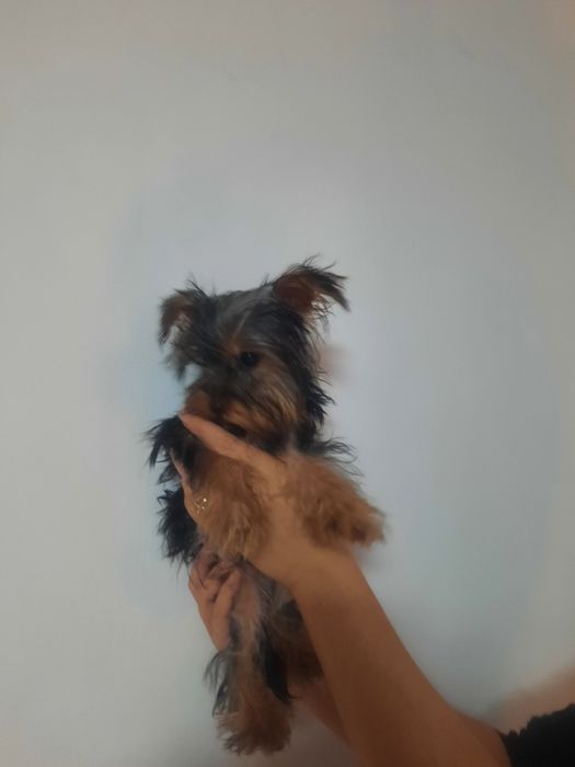 Йоркширски териер мини мъжко