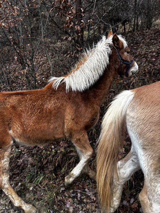 Кон, мъжки хафлингер