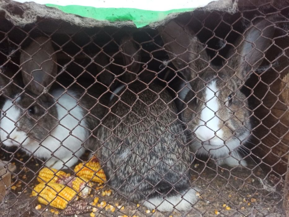 Vand iepuri mari si mici