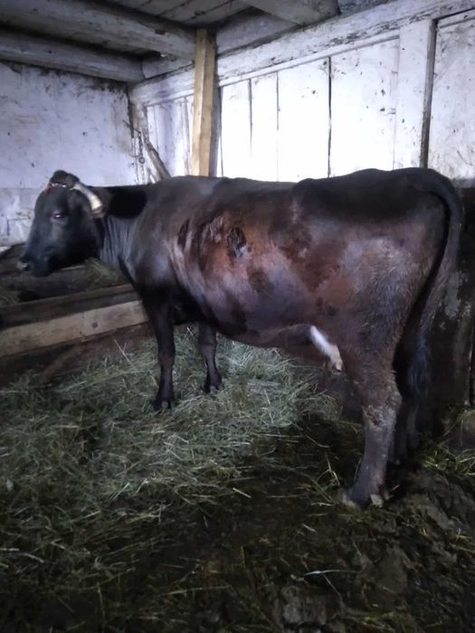 Vand vaca gestantă si cu lapte