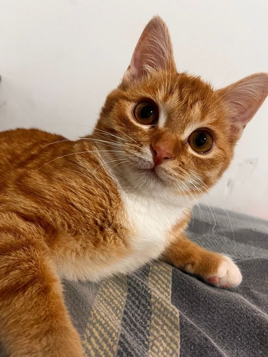 котик ищет новый дом