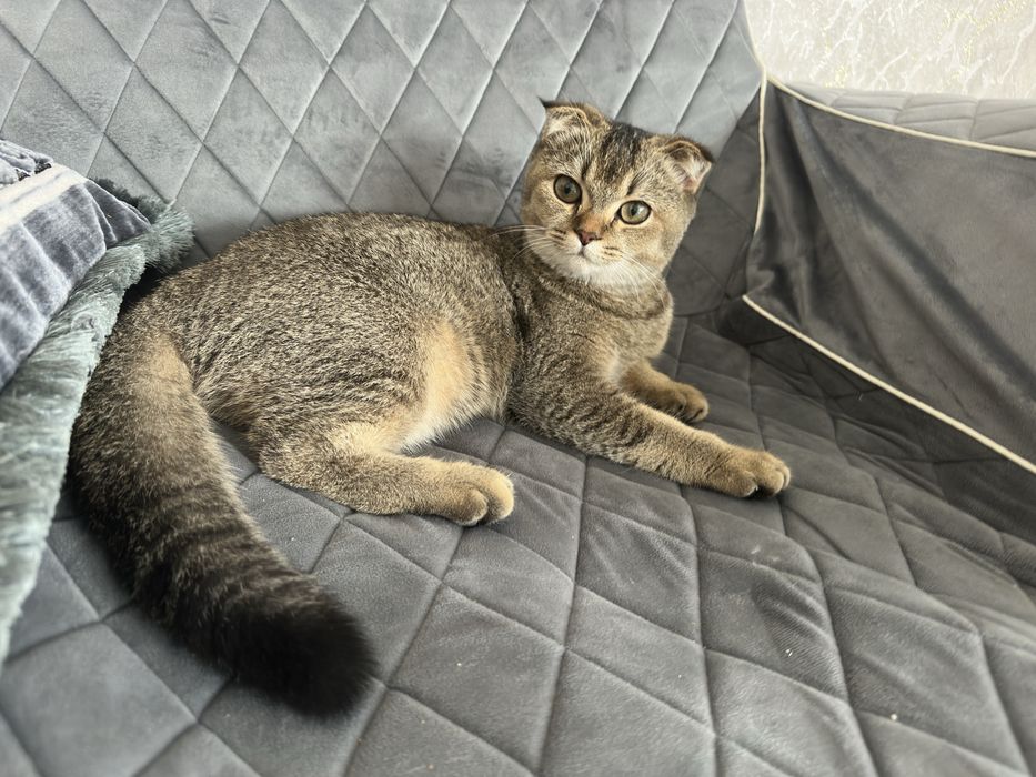 продаётся породистый кошка скоттиш фолд, домашний