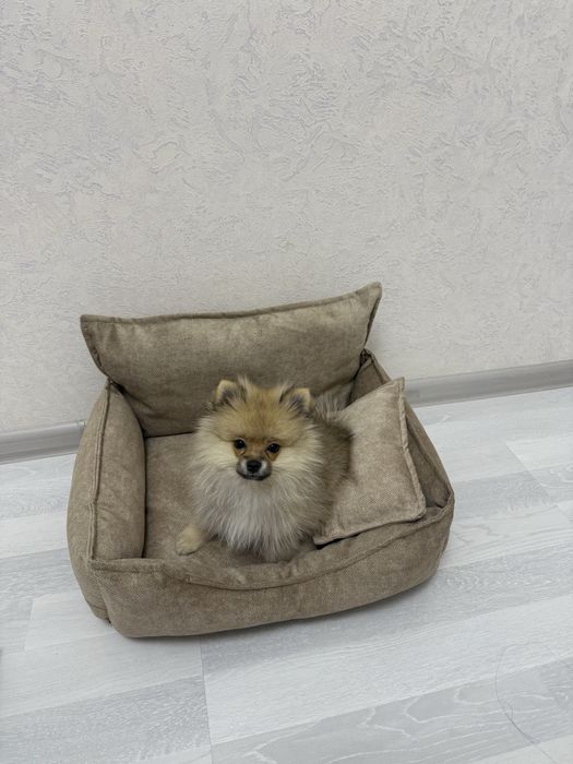 СРОЧНО Продаю померанского шпица