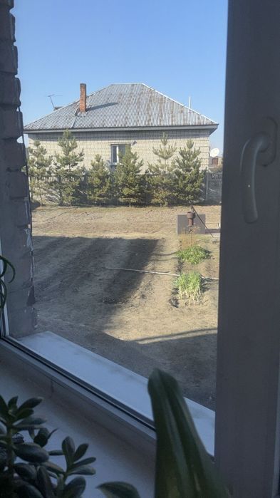 Продам сосны  молодые.