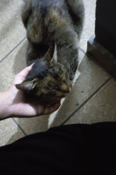 Выгул питомцев собак/кошек и т.д