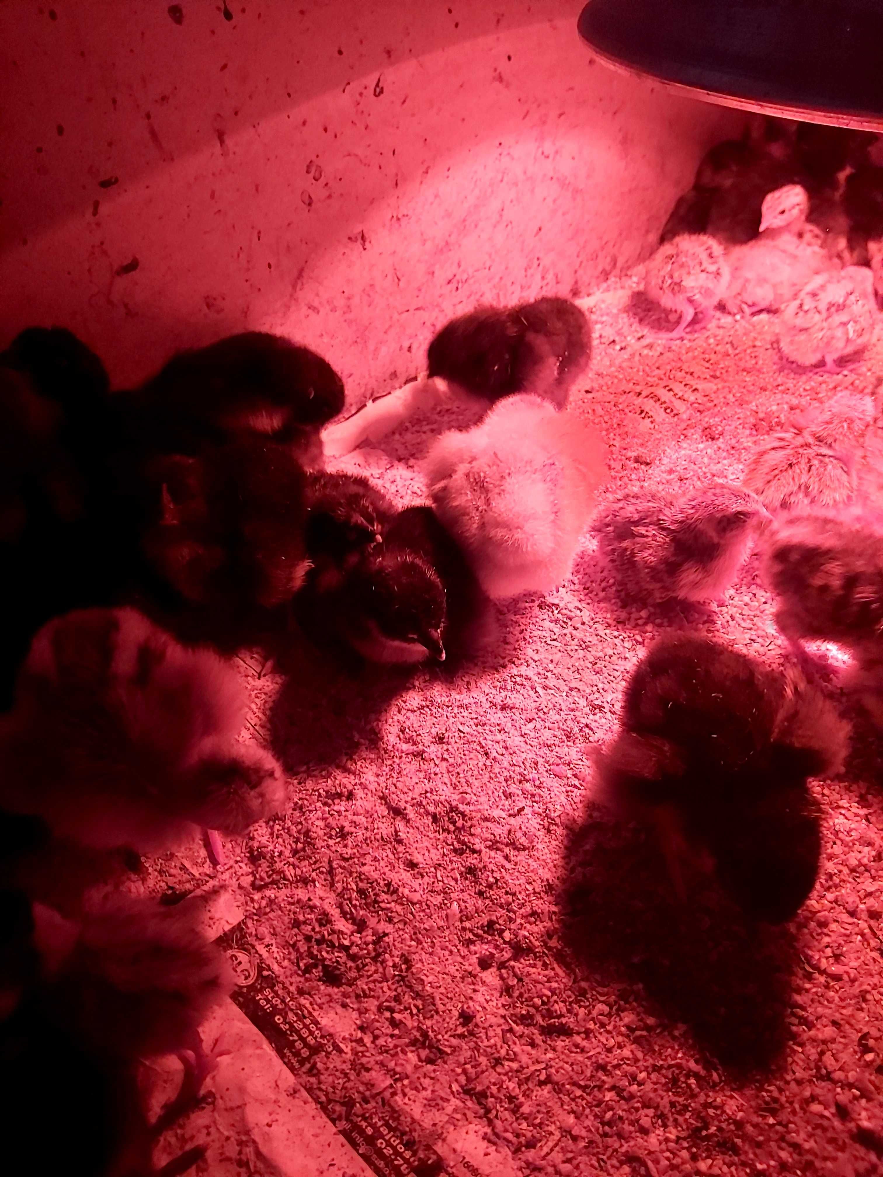 Pui de rasă mixta si australorp