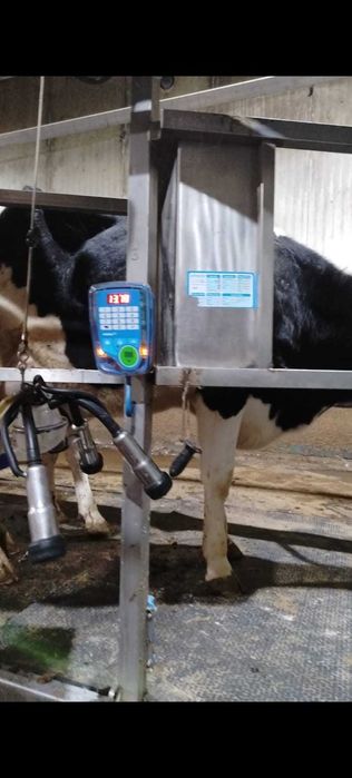 Femele- Holstein - Vaci in lactatie