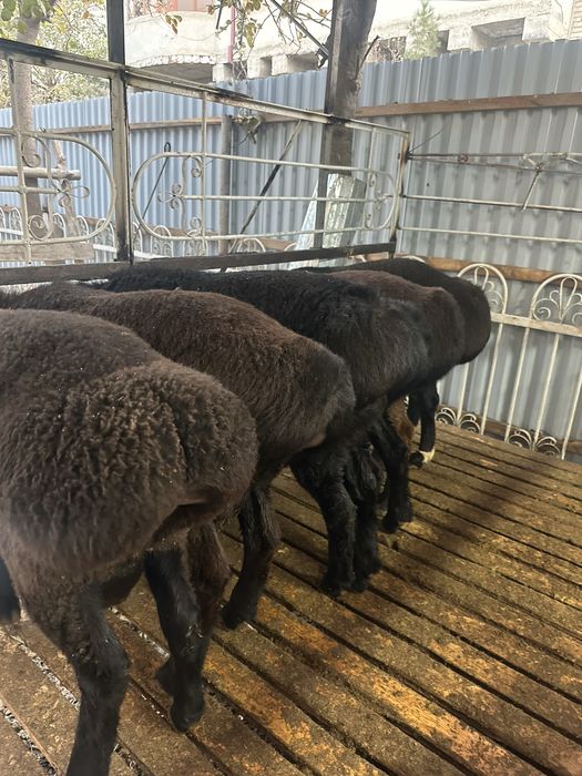 qõchqorlar sotiladi