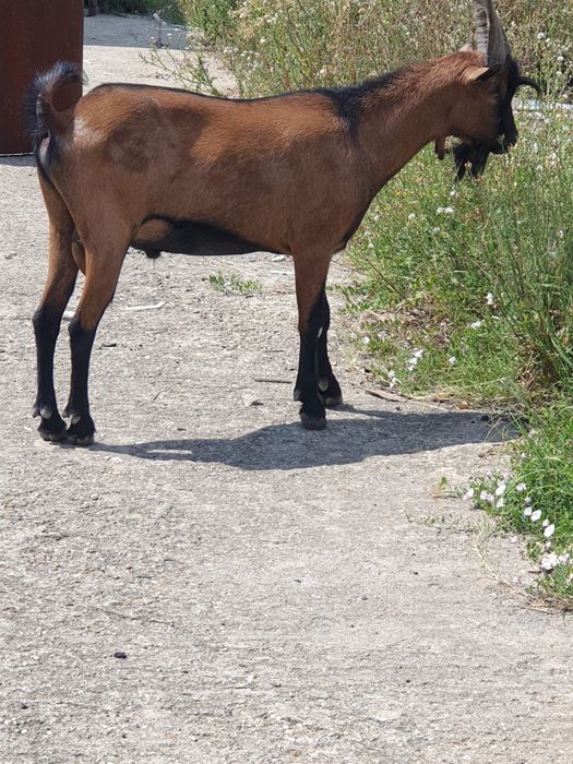 De vanzare sau dau la schimb cu un alt tap de o asa calitate!
