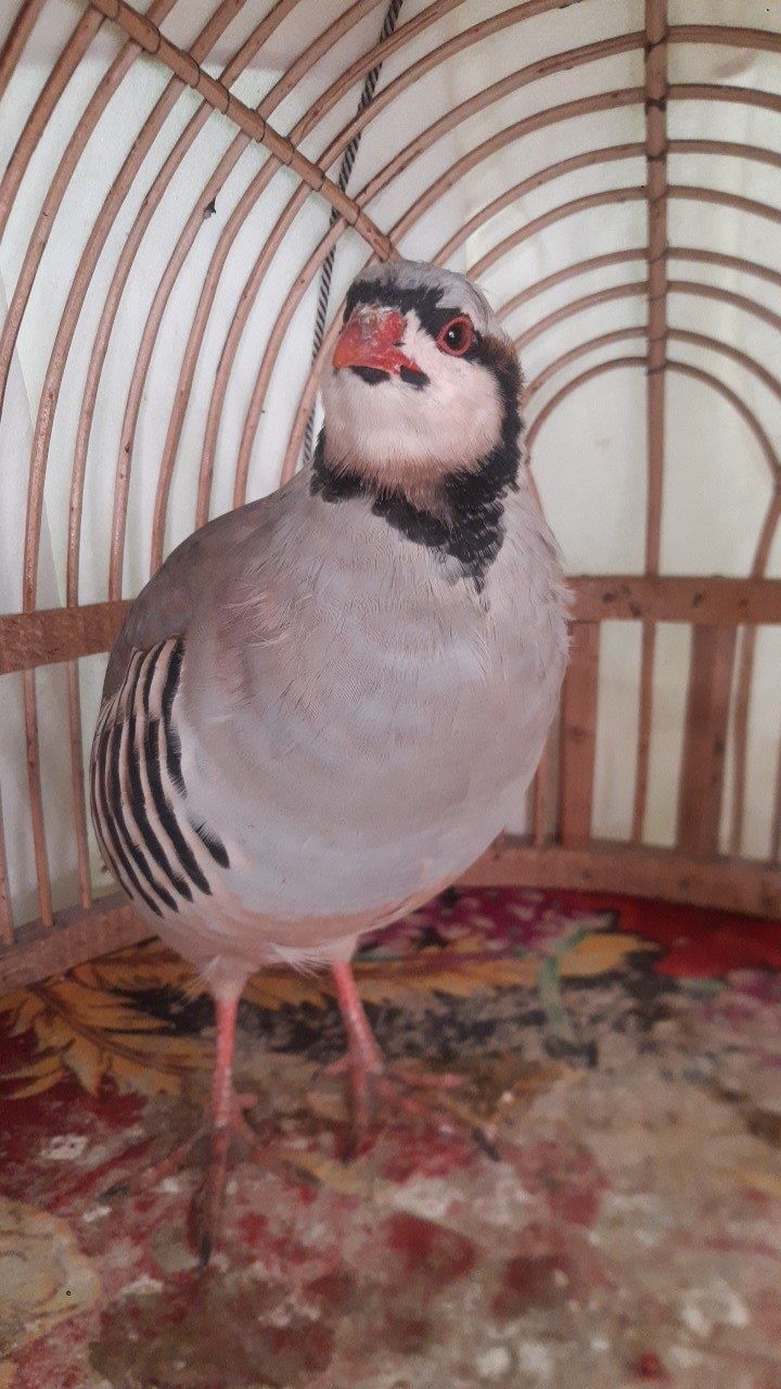 Kaklik sotiladi sayraydigan