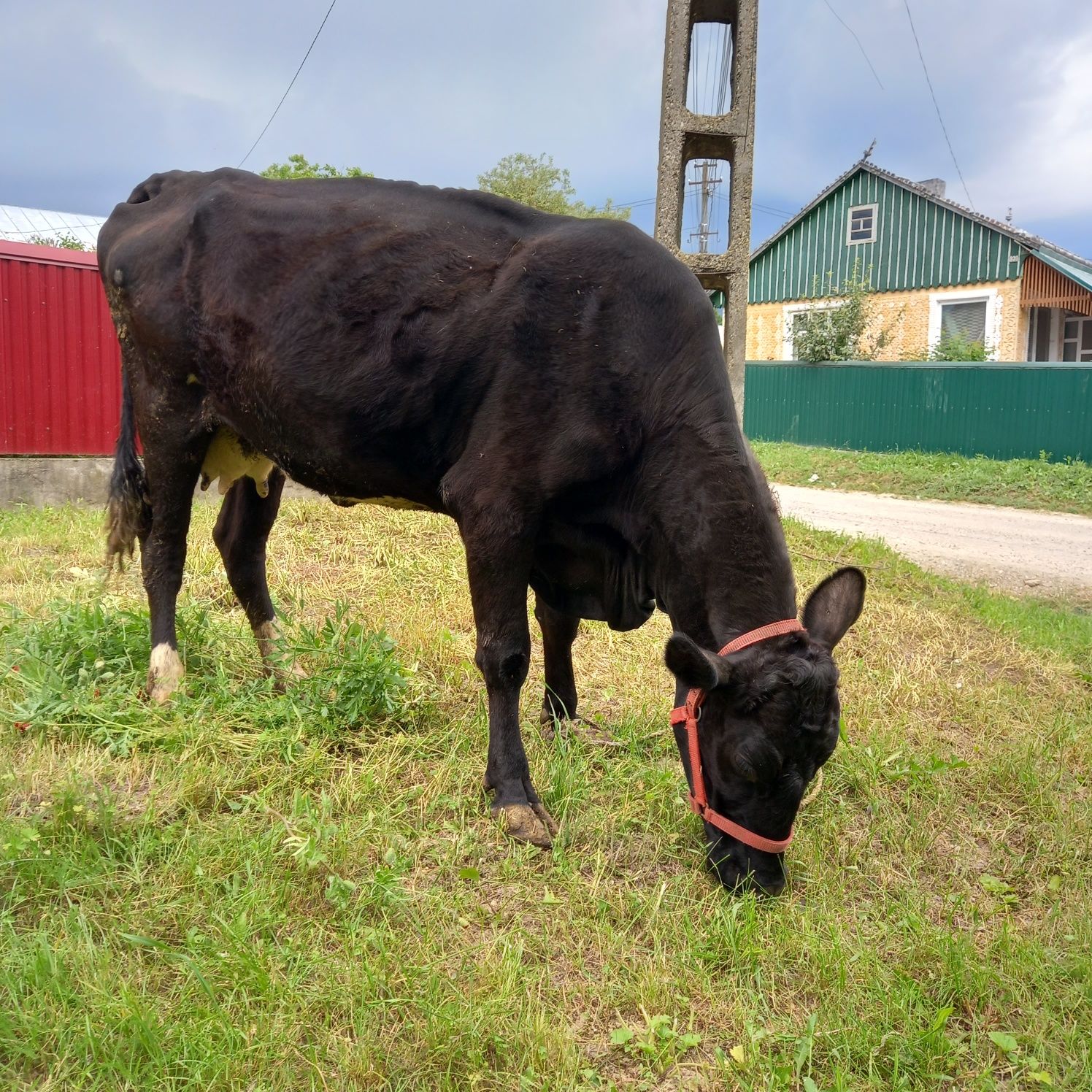 Vind vaca angus 3ani, gestanta