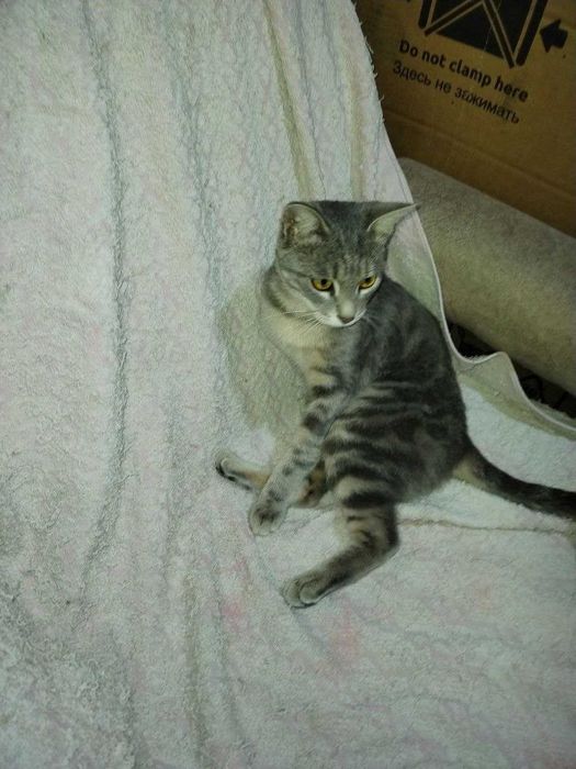 Воспитанная, ласковая Кошечка с необычным окрасом