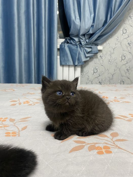 Продаются котята скотиш фолд и страйт город Наваи