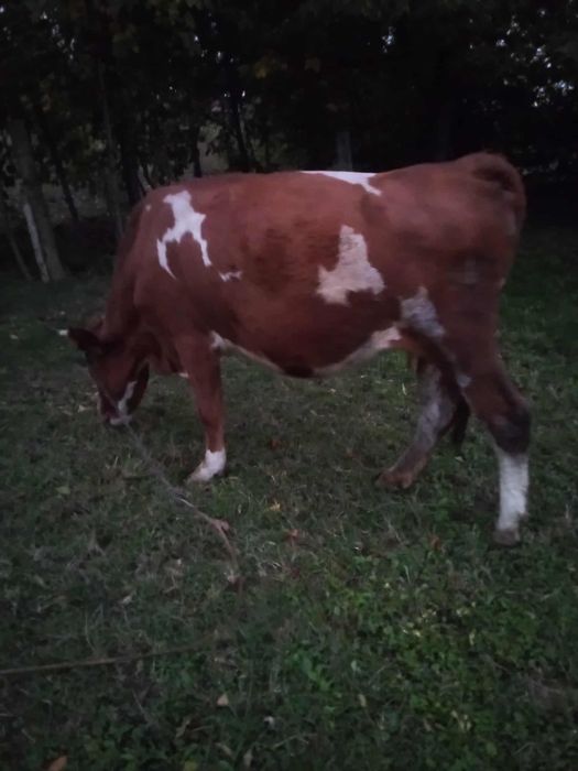 Vând  vaca baltata gestanta in 8 luni