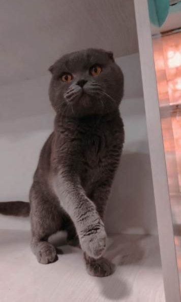 Yoqimtoy Scottish fold