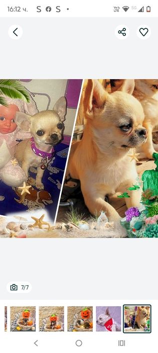 Предлагам Чихуахуа