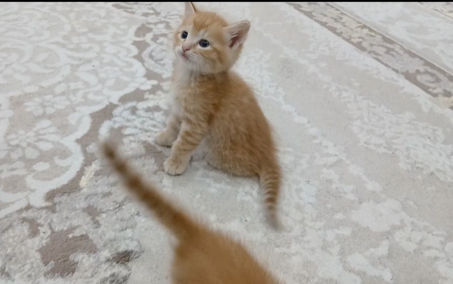 1 oylik uy mushugi hadya qilinadi top toza ozoda boqilgan