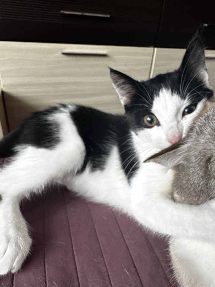 Отдам котенка  девочку