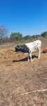 Vaca Holstein la prima fatare