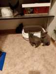 Отдам котят в хорошие руки