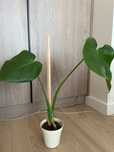 Monstera deliciosa