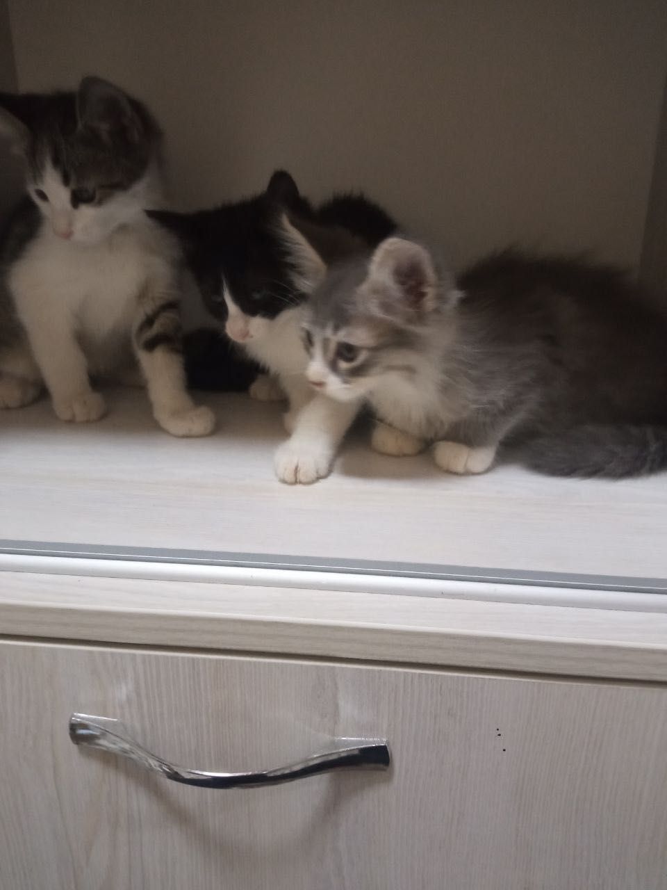 Бесплатно котята