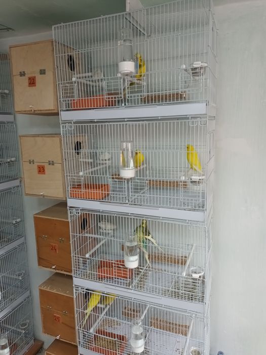 Papagali Perusi blanzi,deosebiti, sanatosi,culori diverse