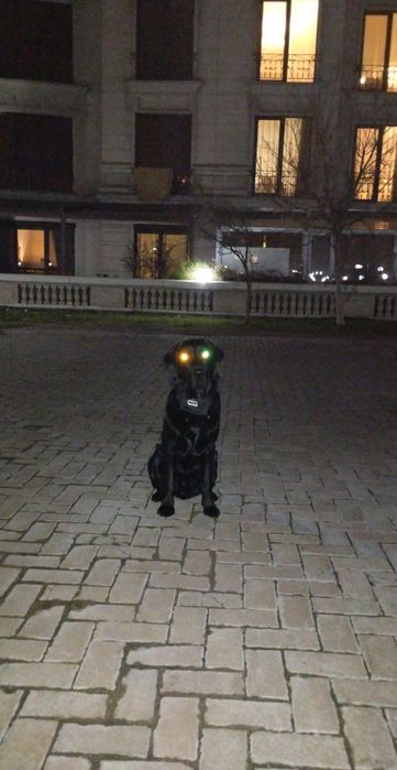 Вязка лабрадор ретривер