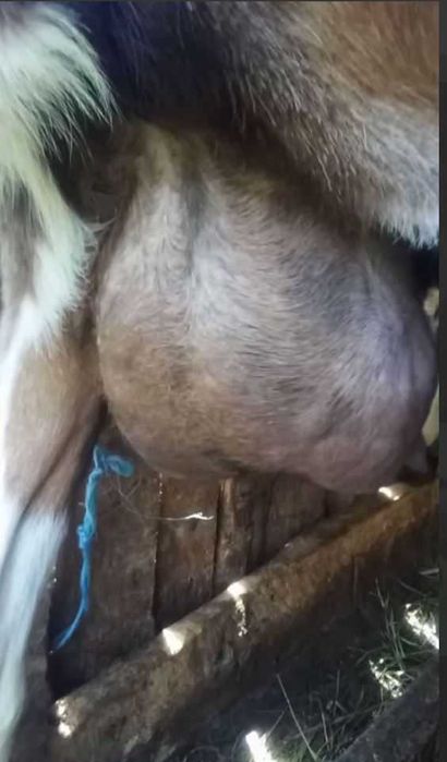 Vand caprita/iada alpina franceza 11 luni