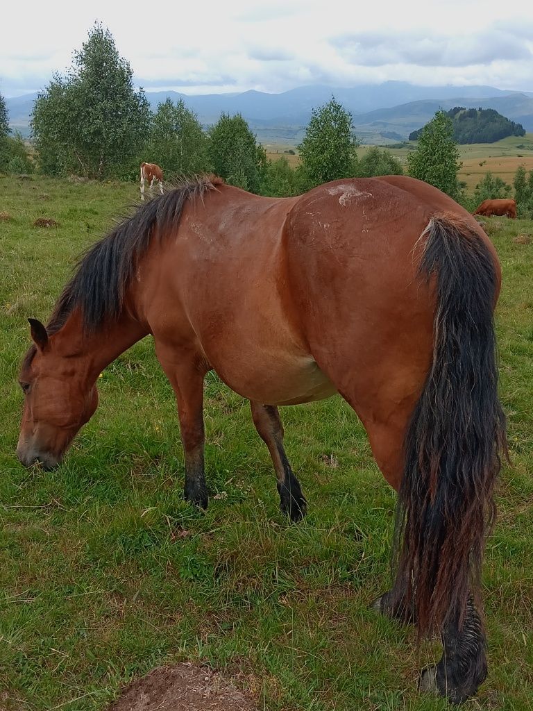 Vând două manze!!